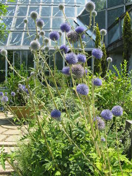 Image of Echinops setifer Iljin