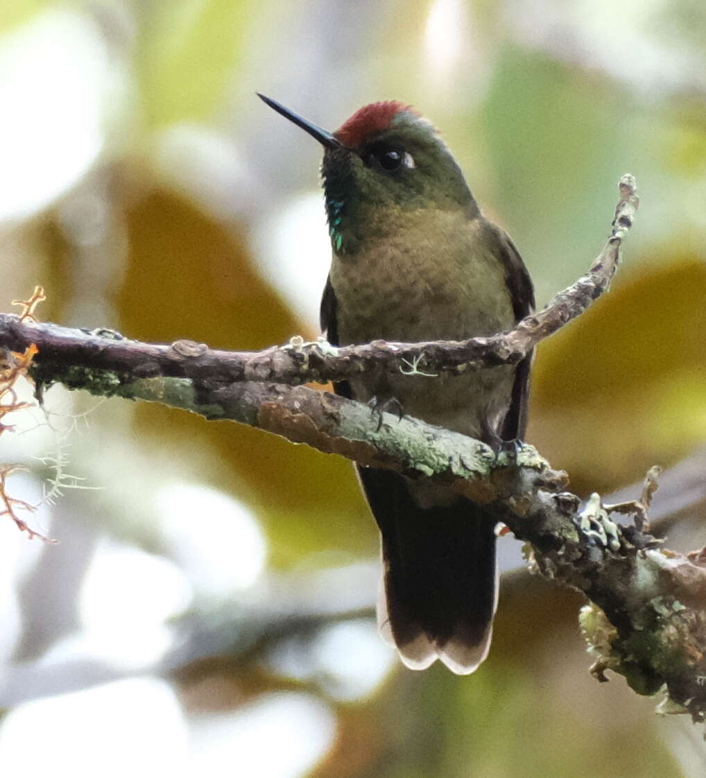 Image of Rufous-capped Thornbill