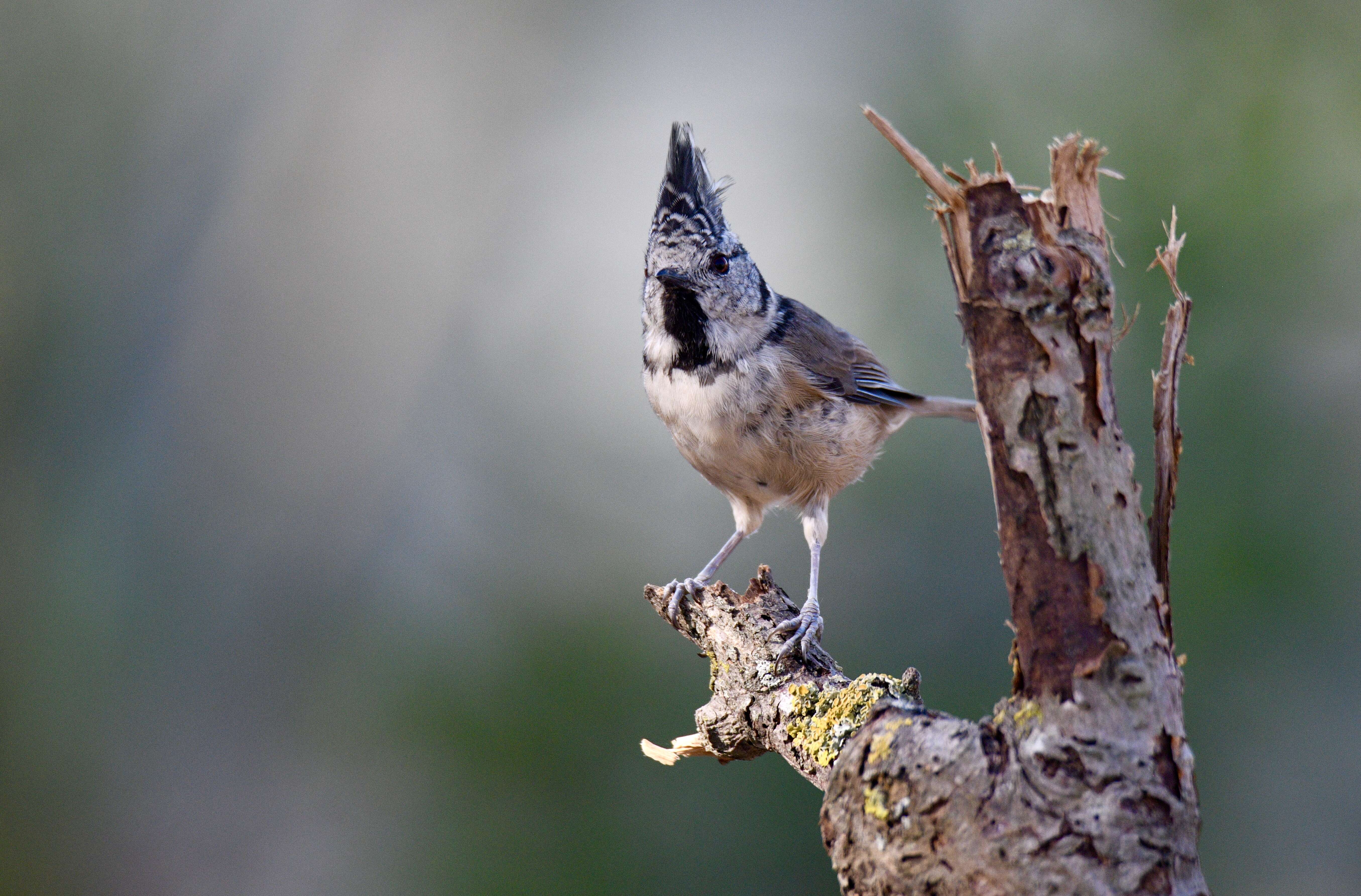 Image of Lophophanes Kaup 1829