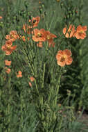 Image of Orange poppy