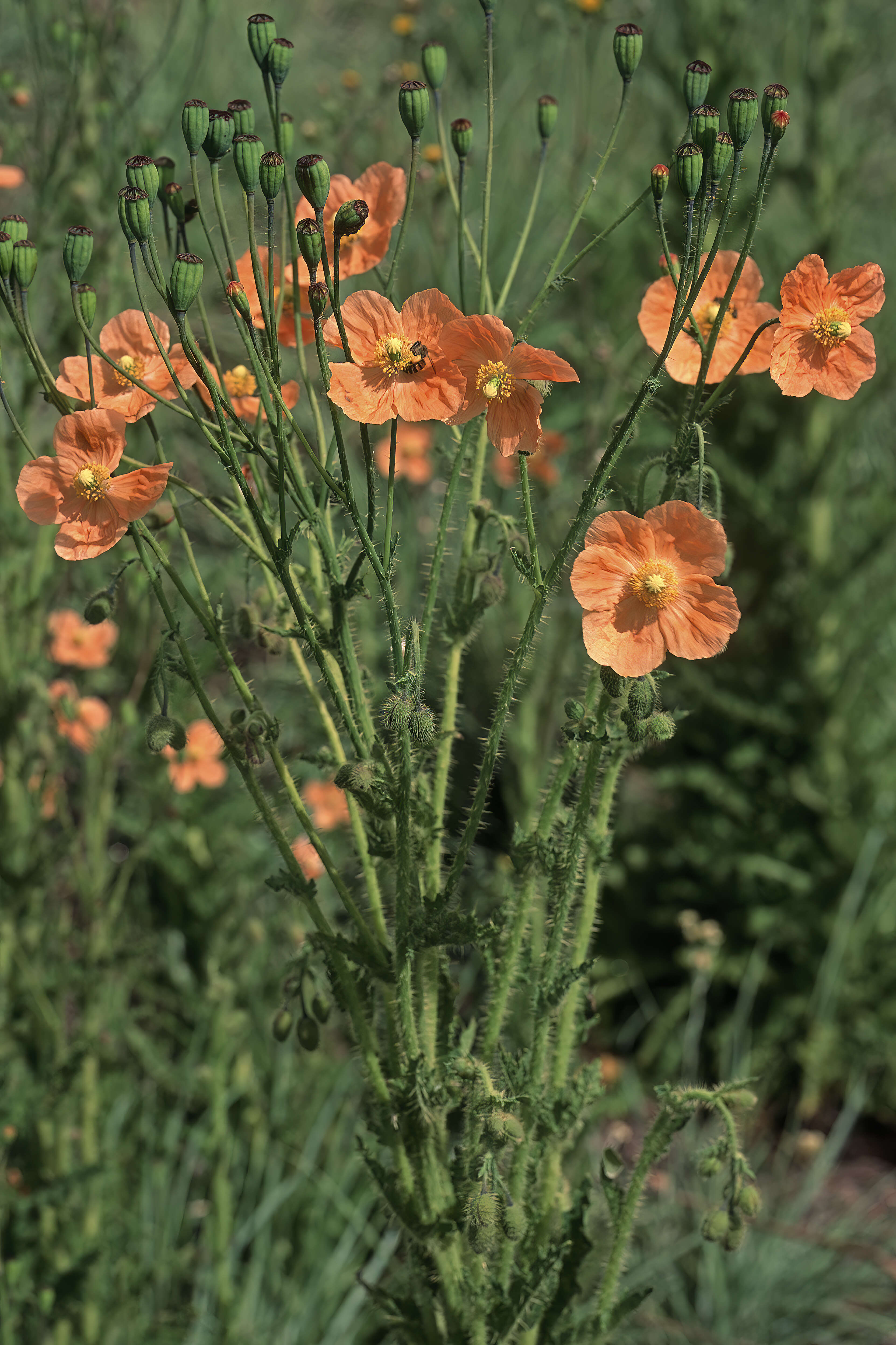 Image of Orange poppy