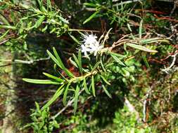 Imagem de Rhododendron tomentosum (Stokes) Harmaja