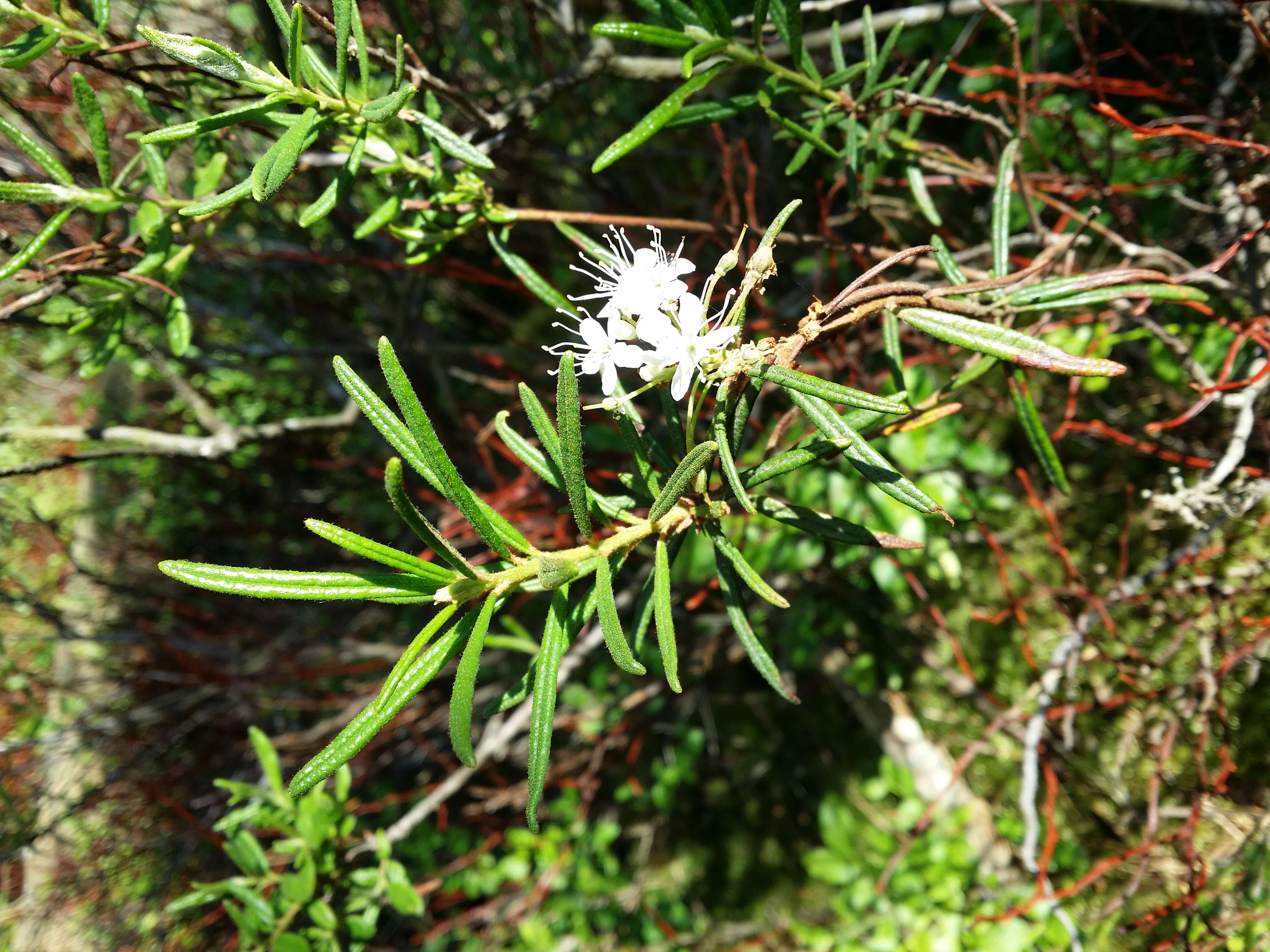 Imagem de Rhododendron tomentosum (Stokes) Harmaja