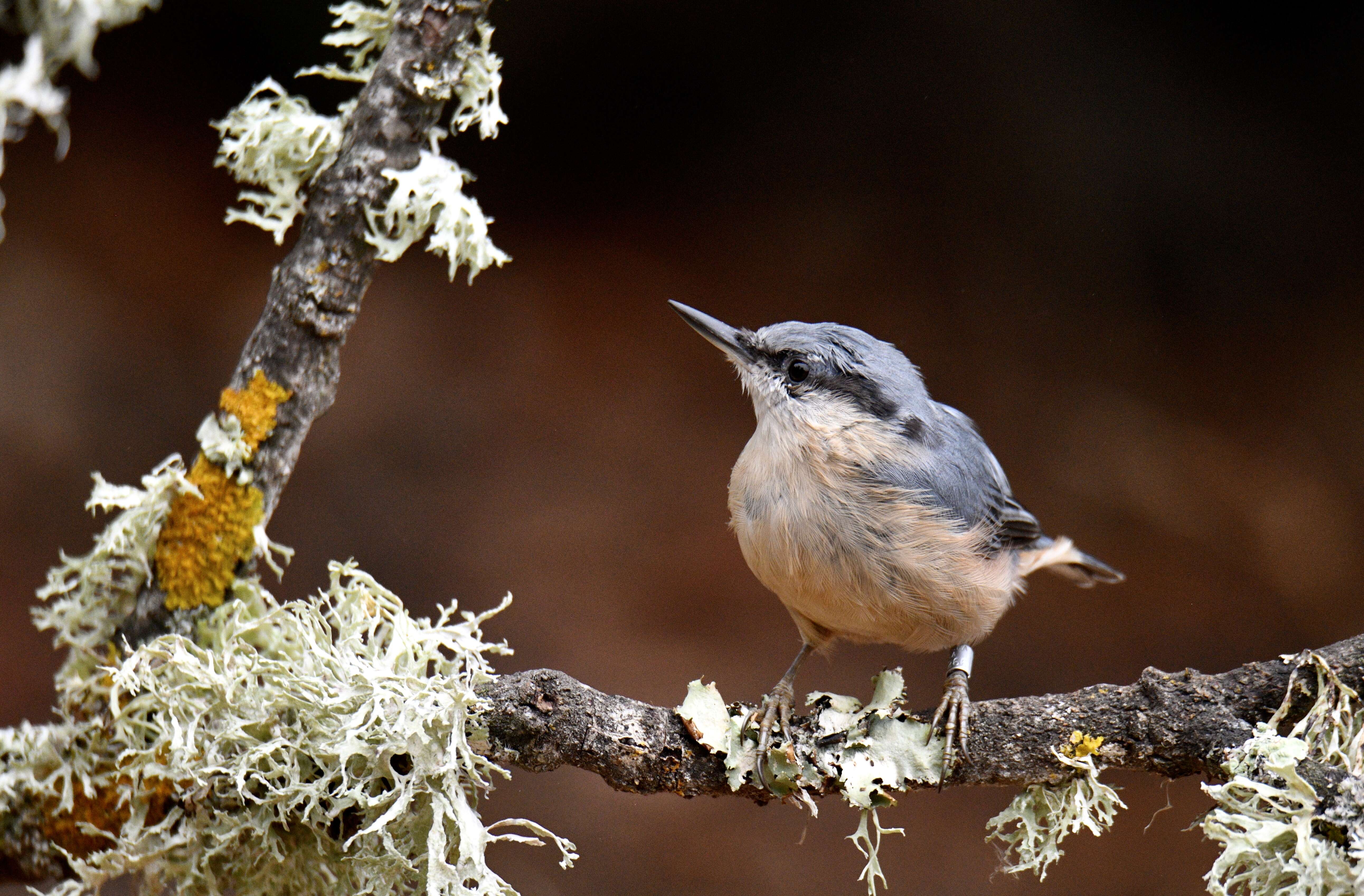 Image of Eurasian Nuthatch