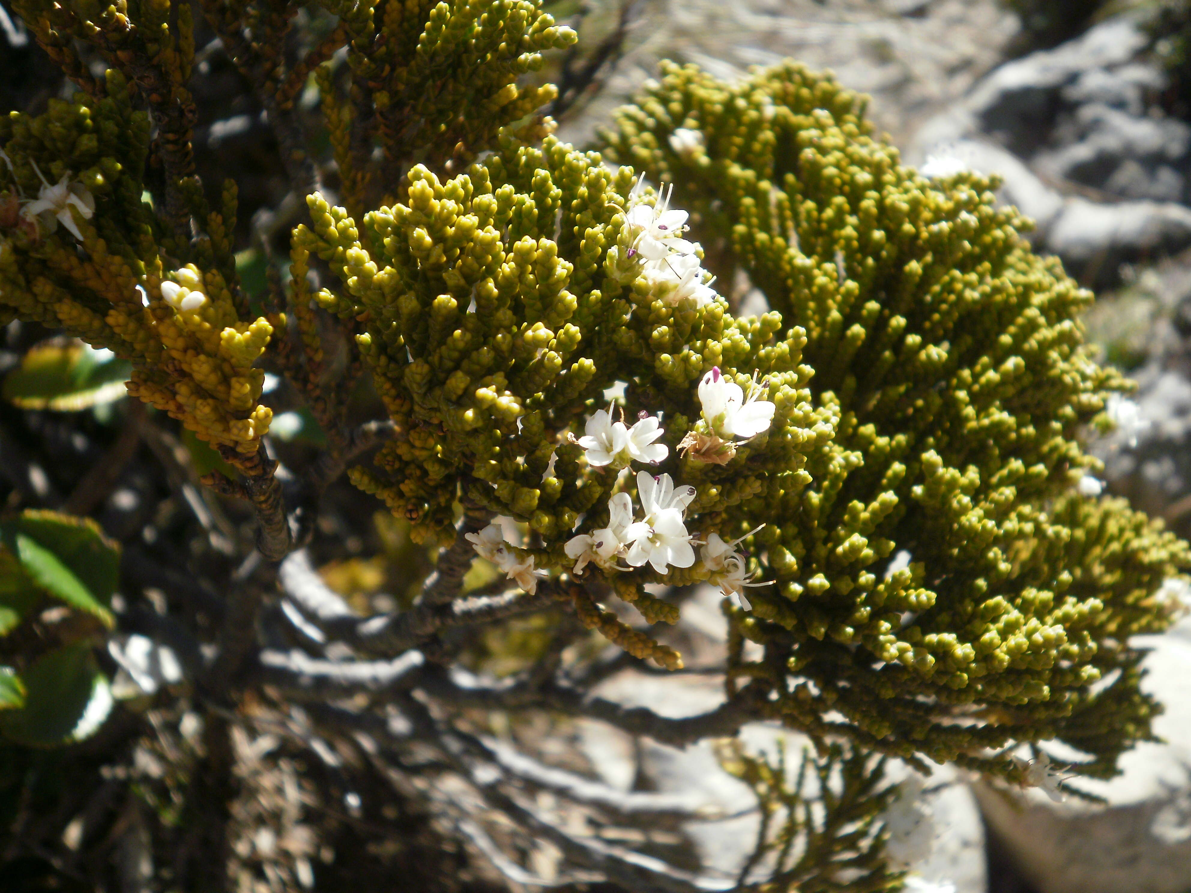 Image of Veronica tetragona Hook.