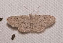 Image of Idaea violacearia Walker 1861