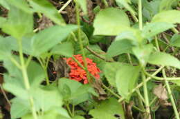 Image of scarlet jungleflame