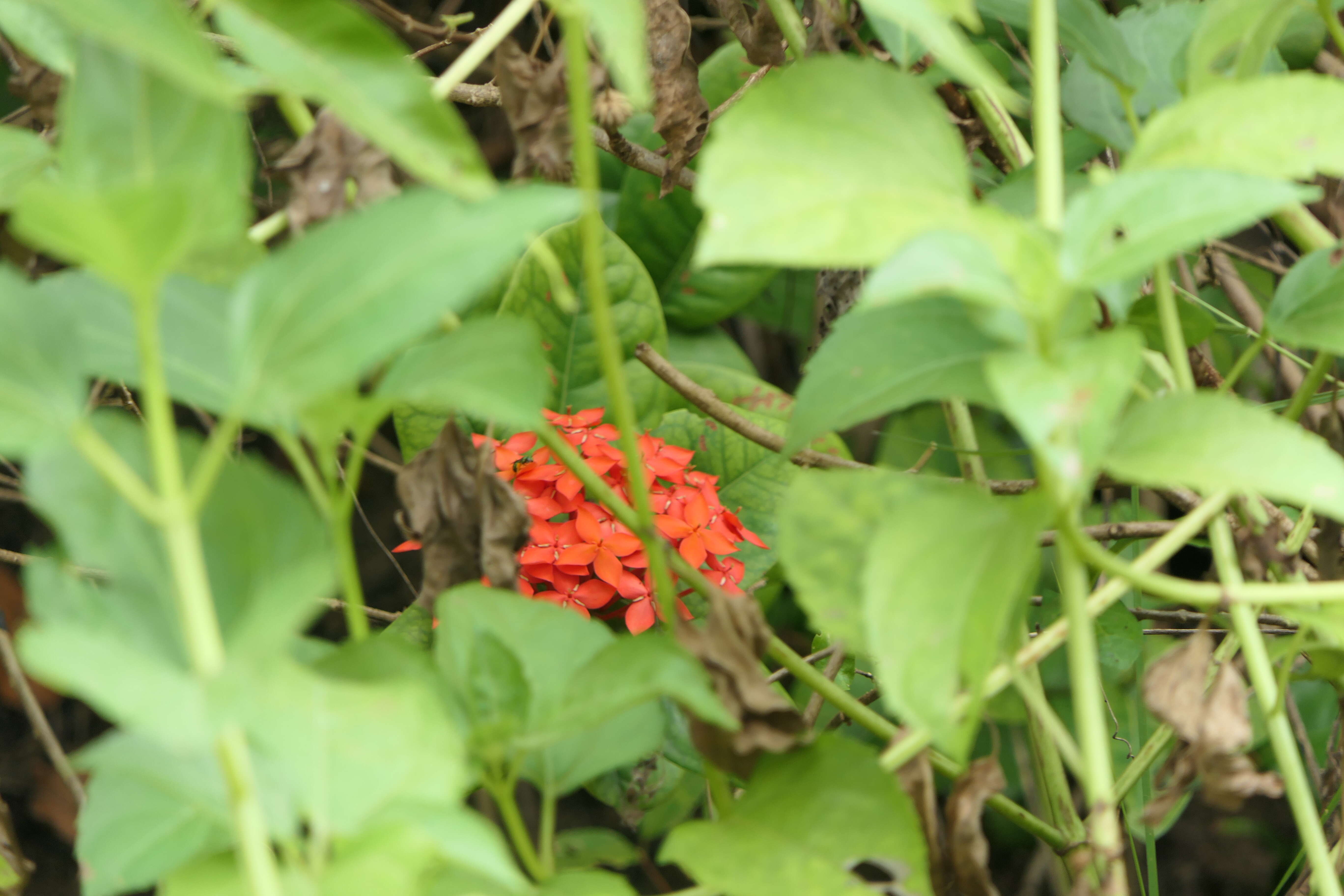 Image of scarlet jungleflame