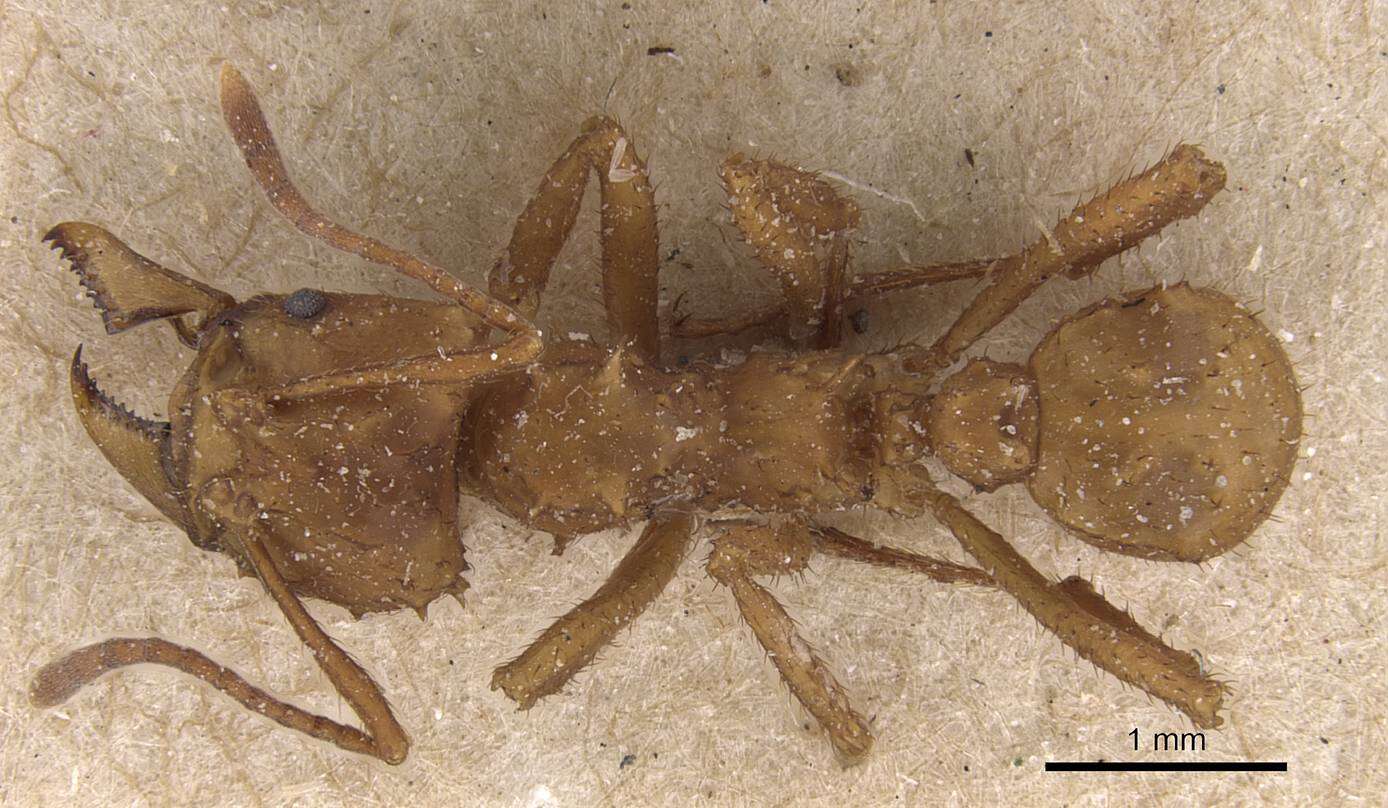 Image of Acromyrmex echinatior