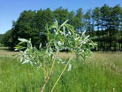 Image of creeping willow