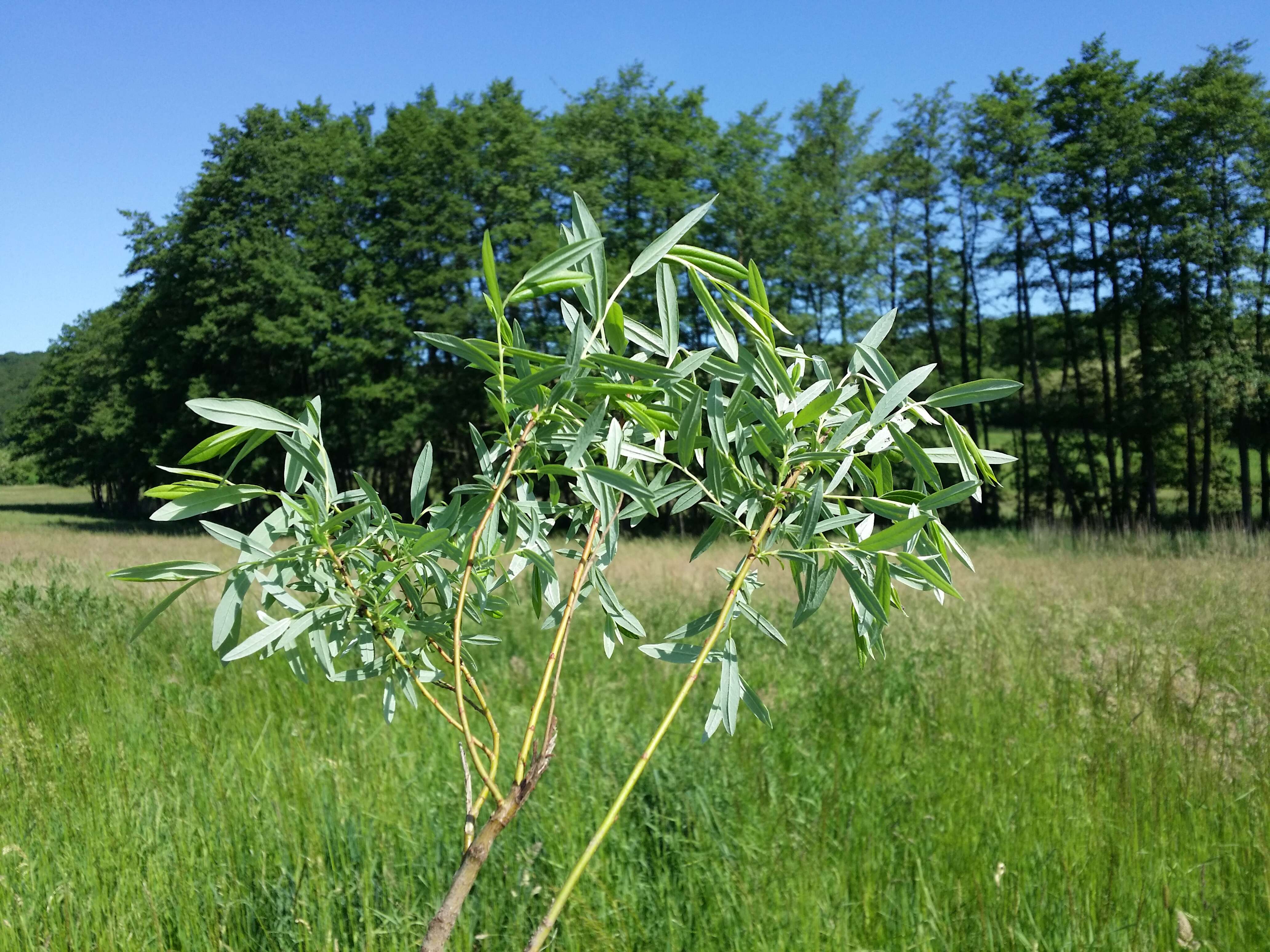 Image of creeping willow