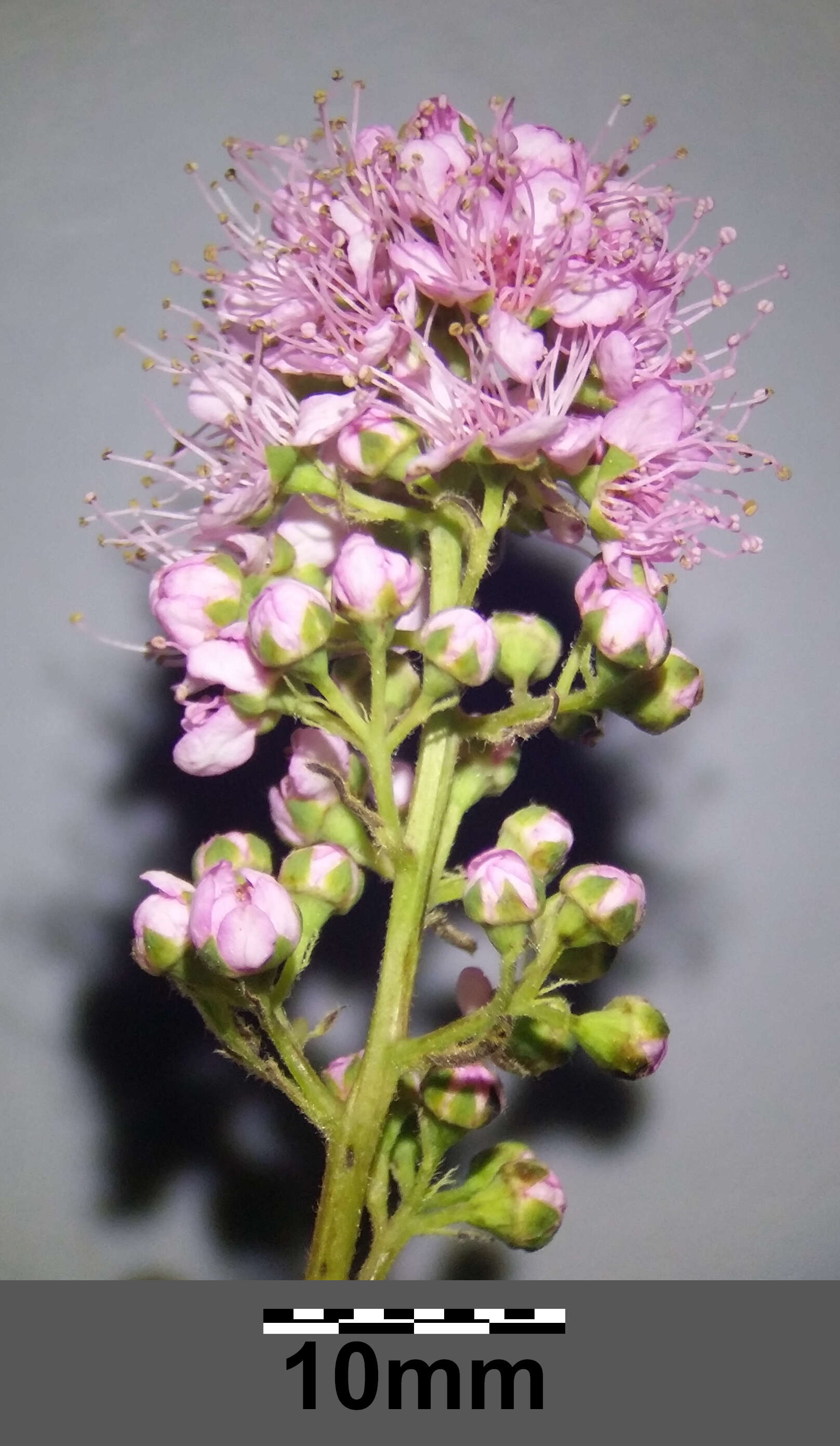 Слика од Spiraea salicifolia L.