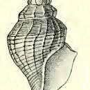 Image of Antiguraleus ula (R. B. Watson 1881)