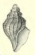 Image of Antiguraleus ula (R. B. Watson 1881)