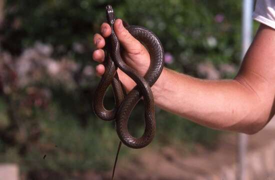 Image of Olive Whip Snake