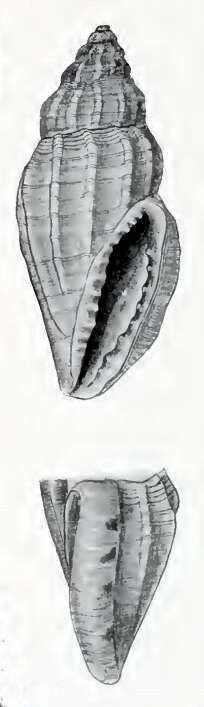 Image de Eucithara hirasei (Pilsbry 1904)