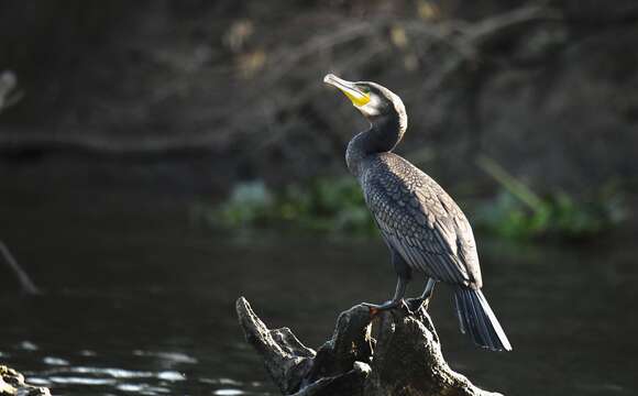 Image of Black Shag