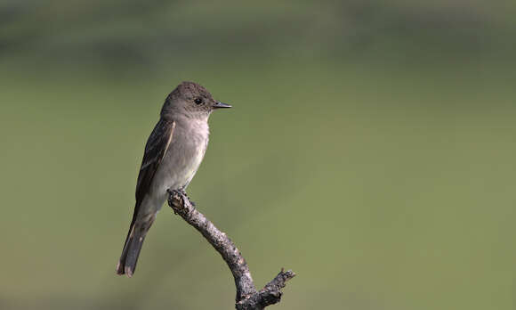 Image of Western Wood Pewee