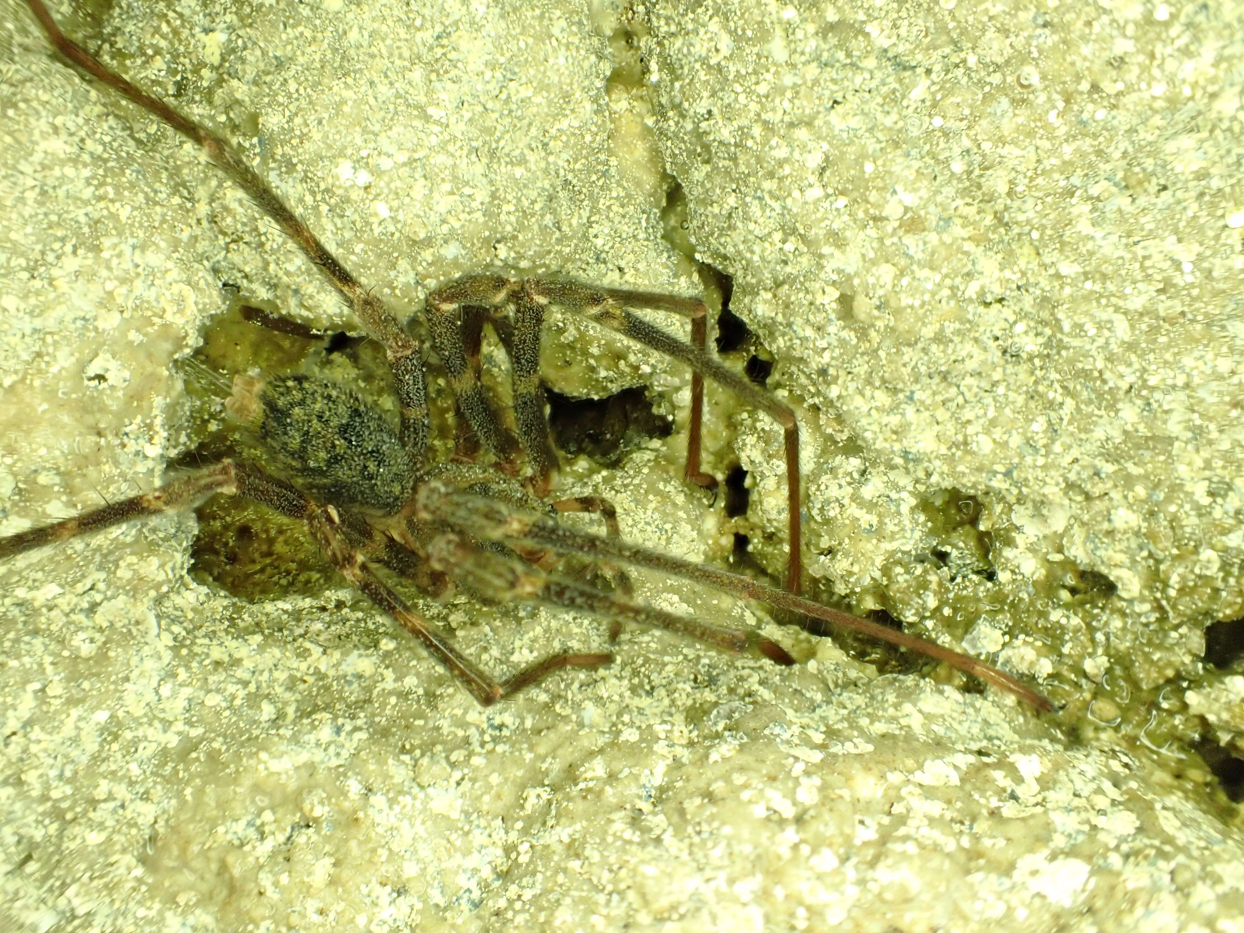 Image of Nelson Cave Spider