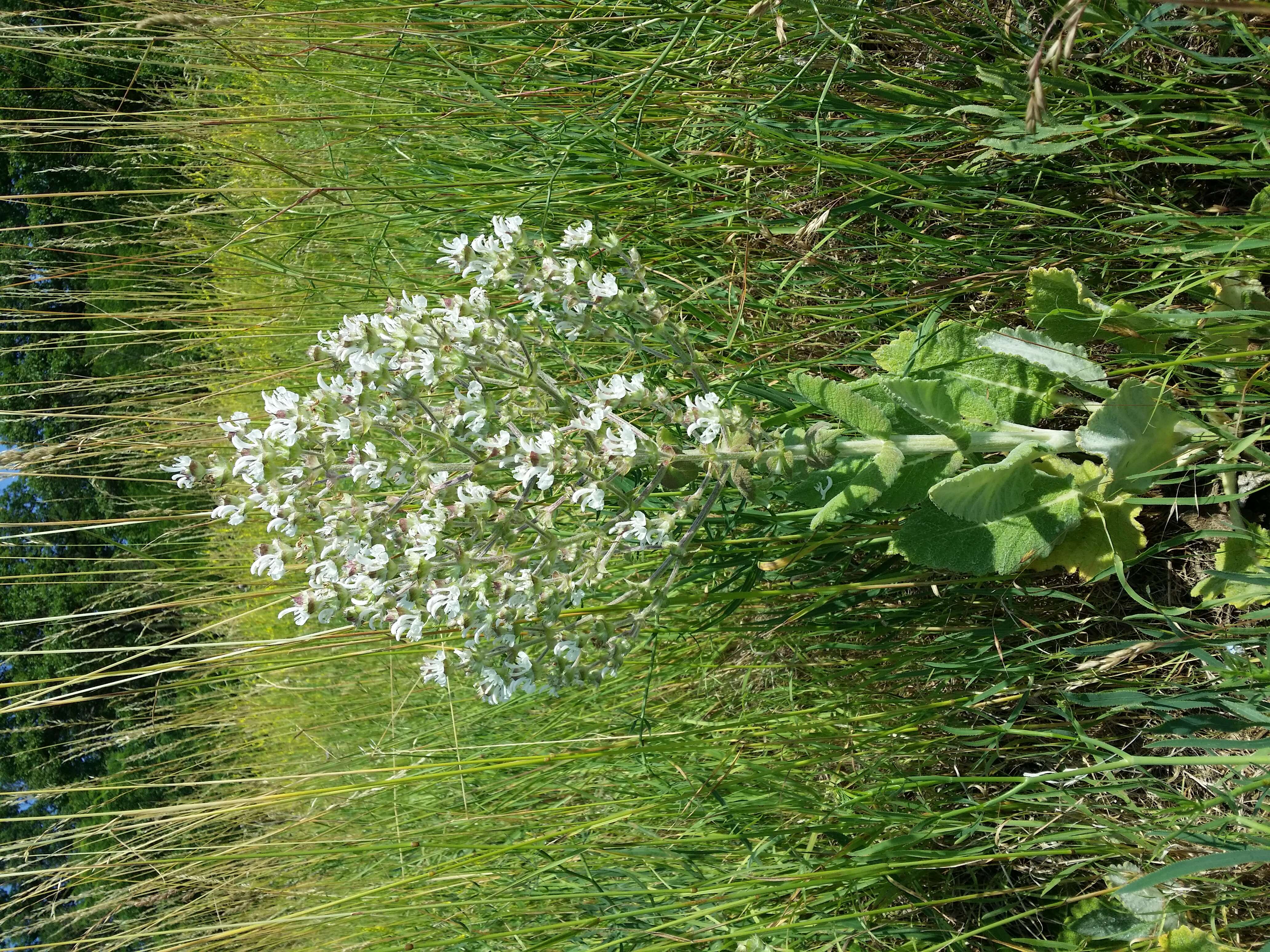 Sivun Salvia aethiopis L. kuva