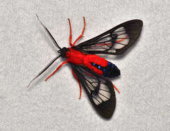 Image of Scarlet-Bodied Wasp Moth