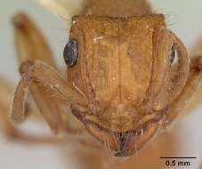 Plancia ëd Acanthoponera peruviana Brown 1958