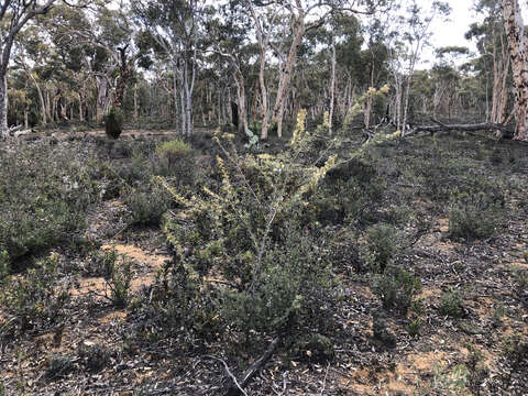 Image of Grevillea hortiorum