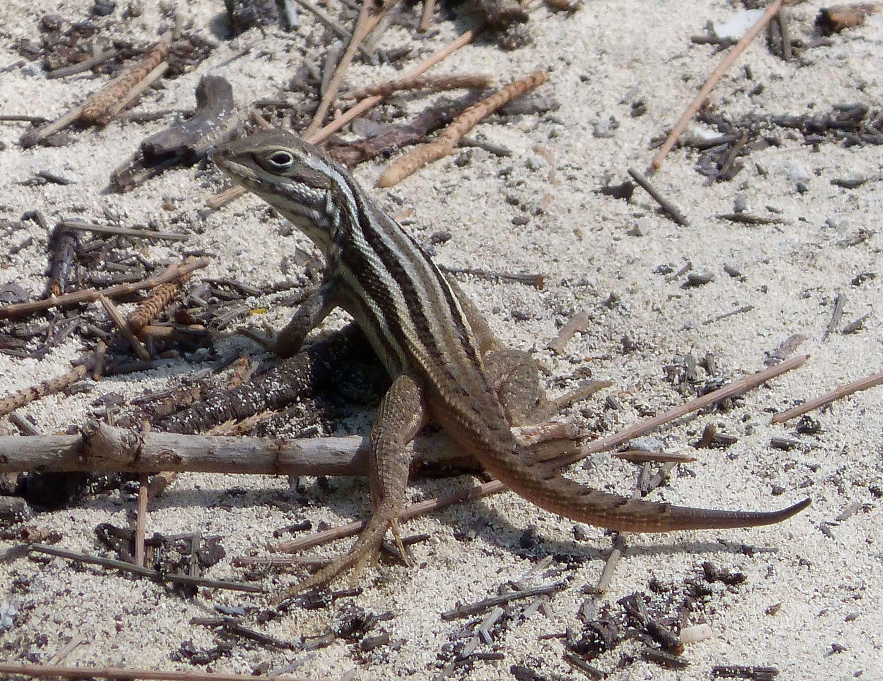 Image of Leiocephalus stictigaster Schwartz 1959