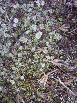 Image of Cladonia pocillum