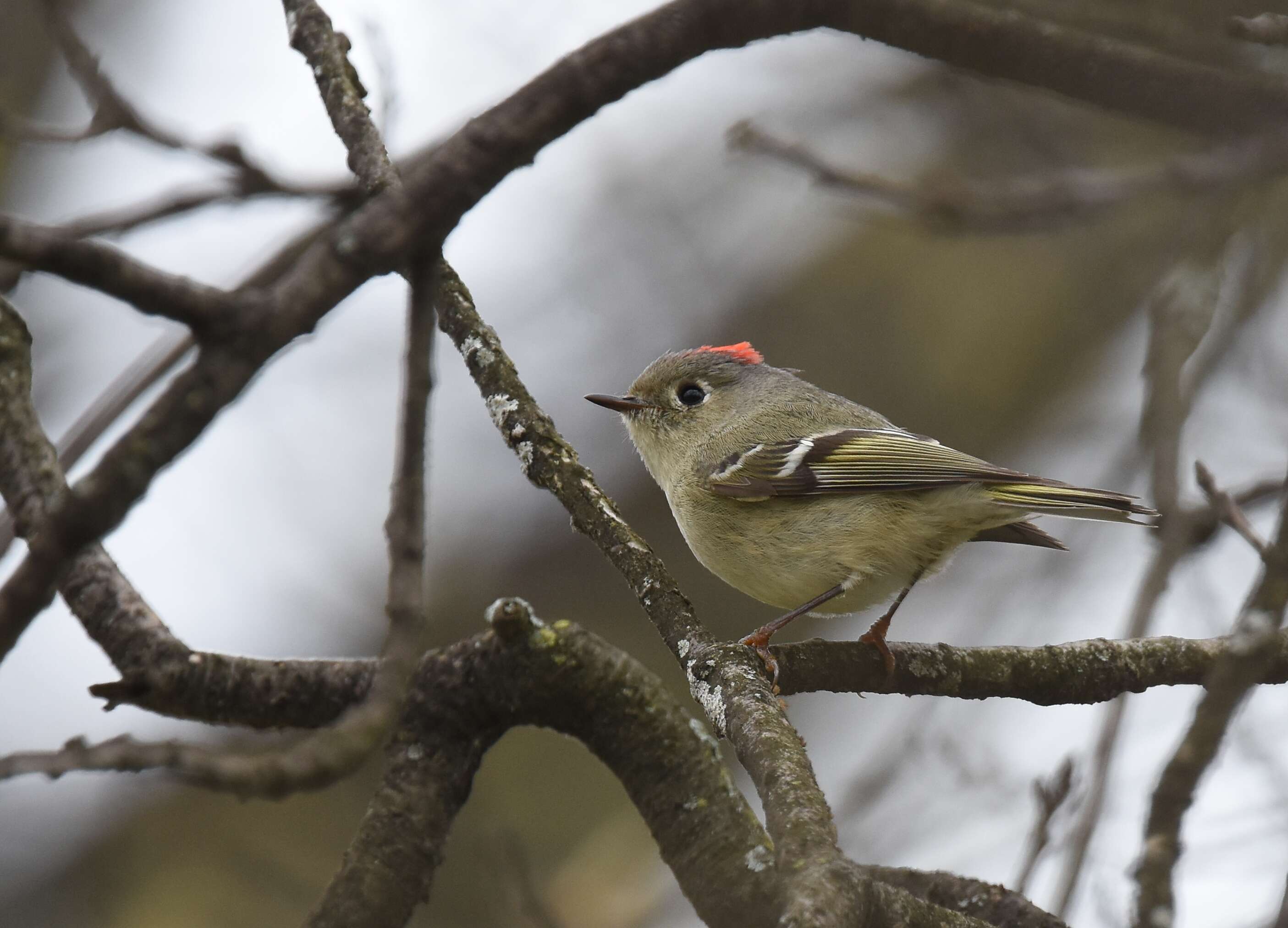 Image of goldcrests and kinglets