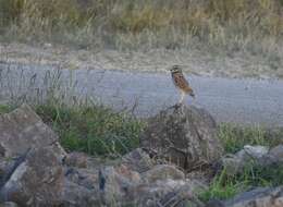 Image of Burrowing Owl