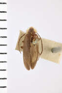 Image of Photinus