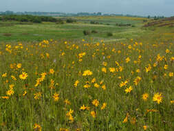 Image of mountain arnica