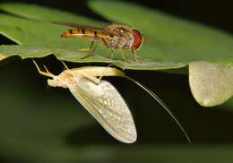 Image of Marmalade hoverfly