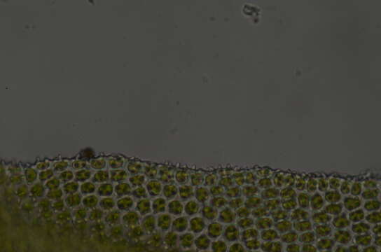 Image of zygodon moss