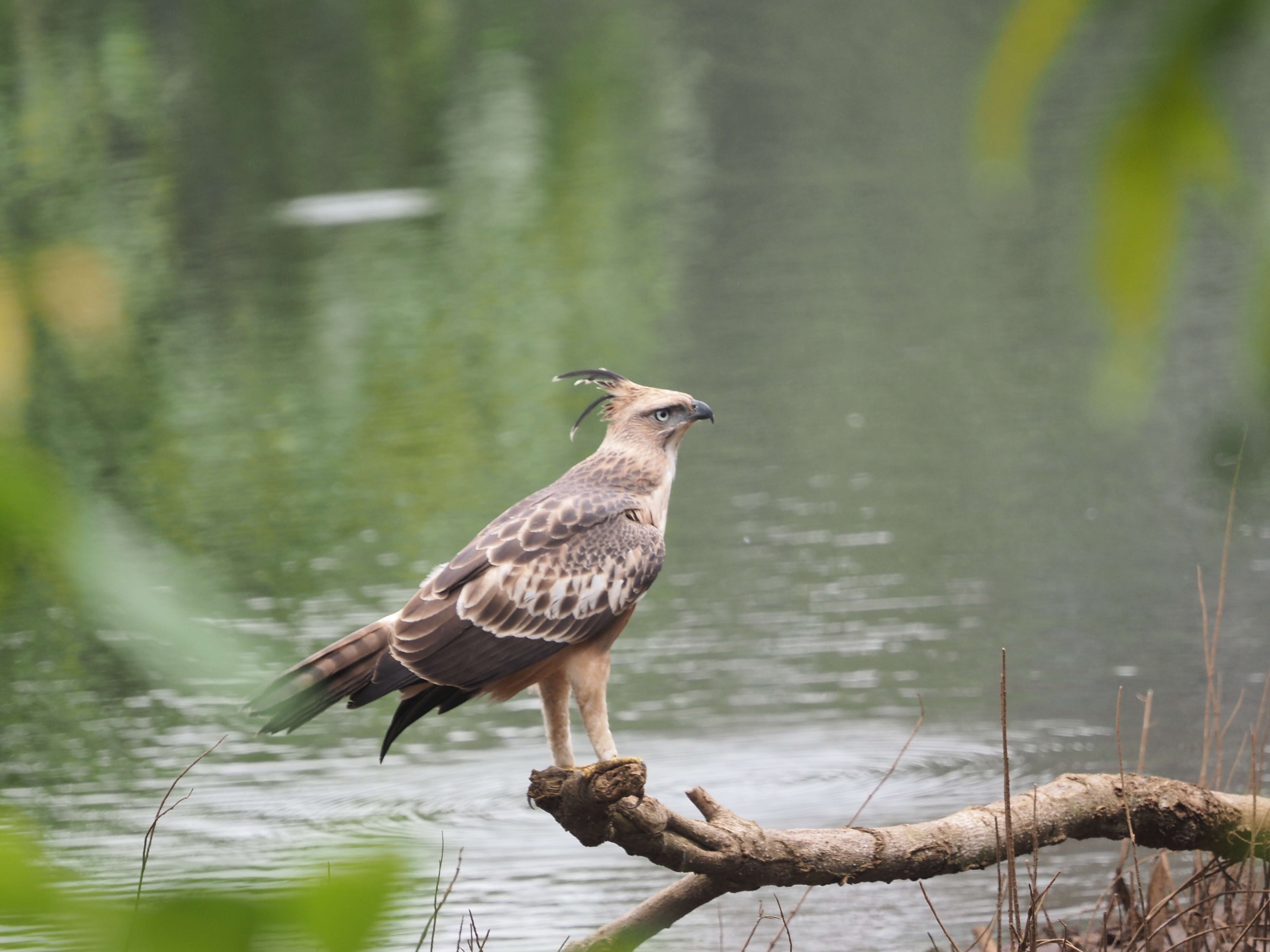 Nisaetus cirrhatus (Gmelin & JF 1788) resmi