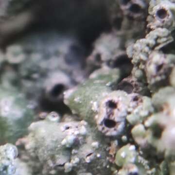 Image of Cow pie lichen