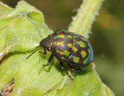 Image of Orsilochides variabilis (Herrich-Schaeffer 1837)