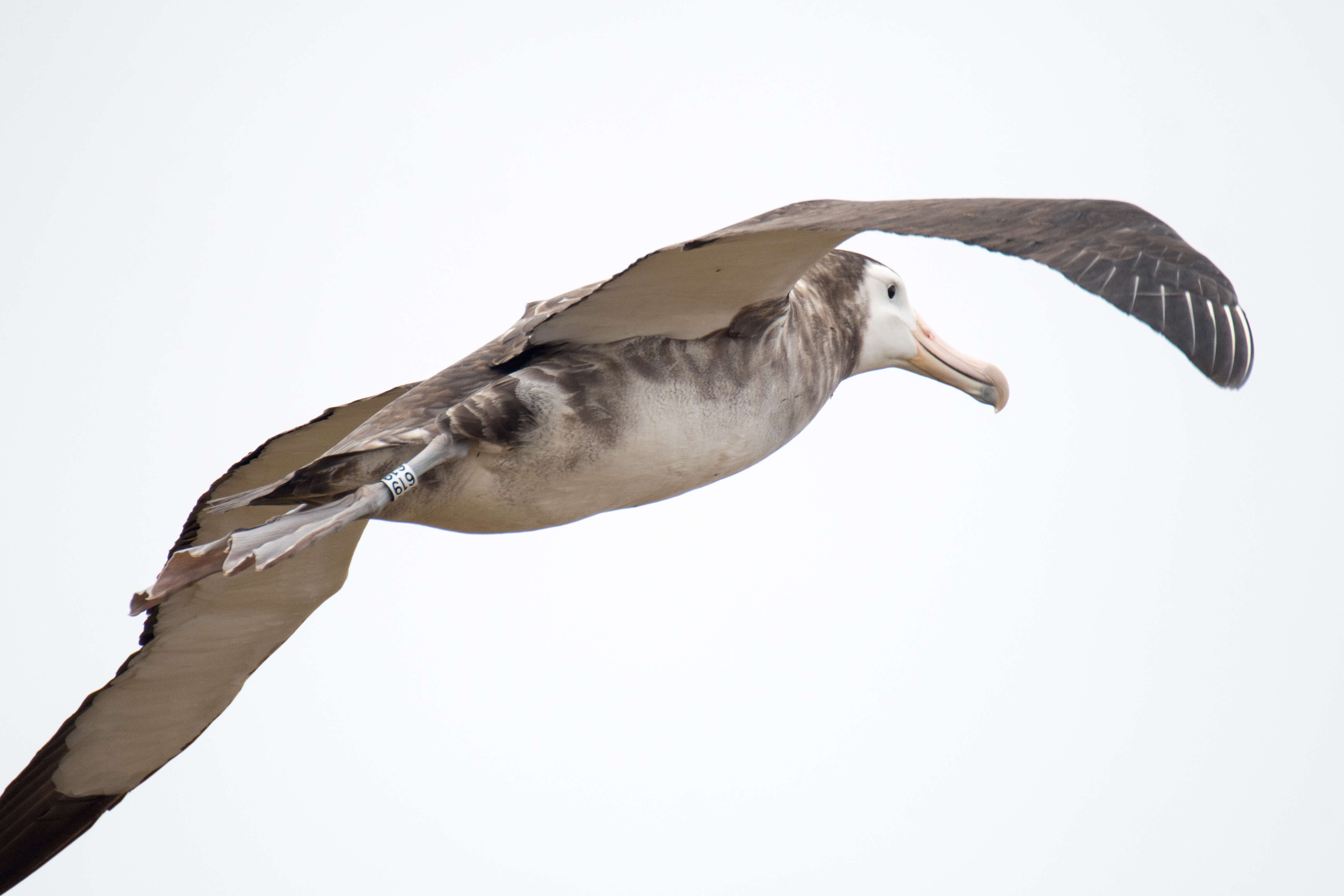 Image of Amsterdam Albatross