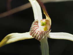 Caladenia exilis Hopper & A. P. Br.的圖片