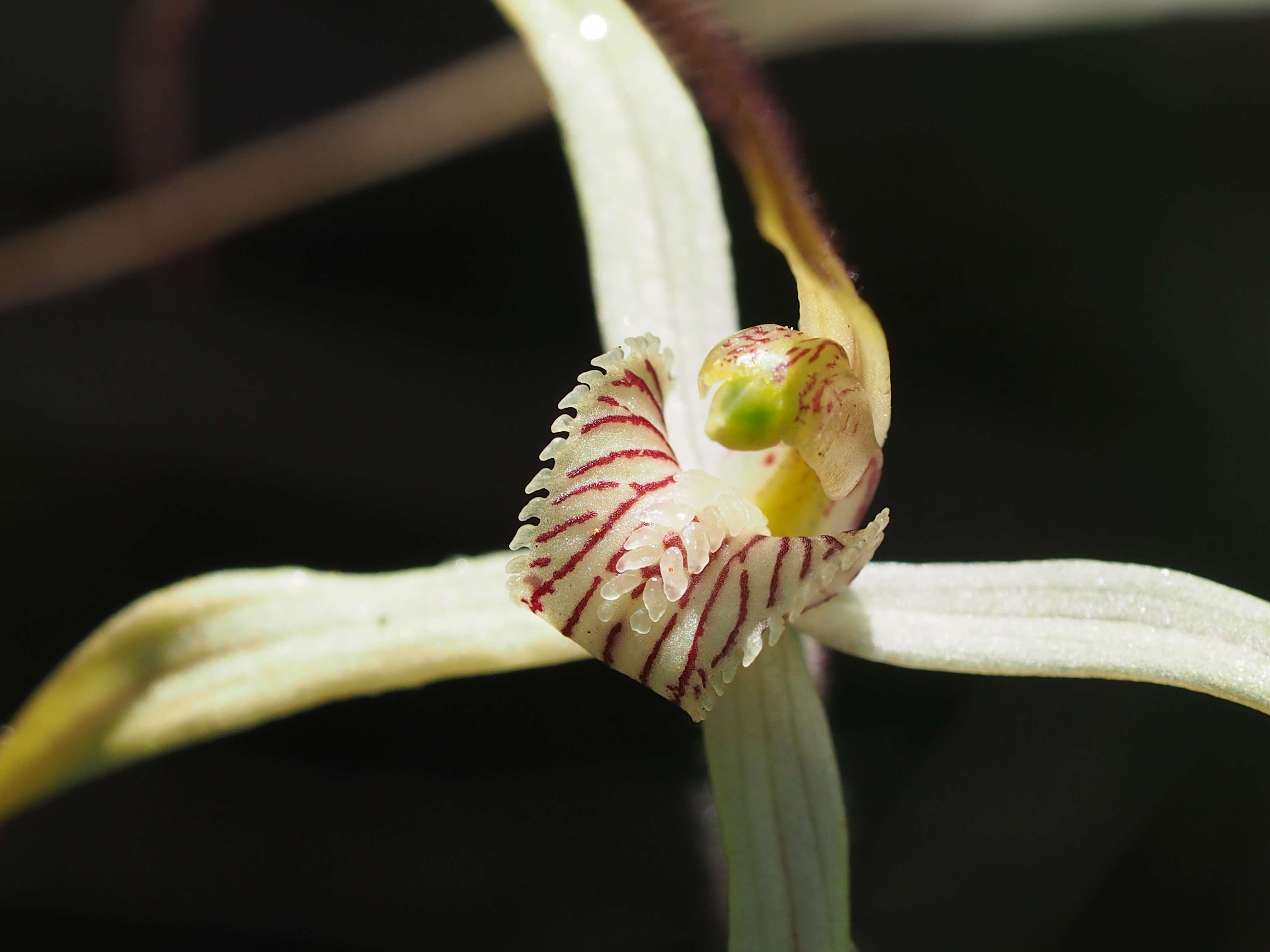 Caladenia exilis Hopper & A. P. Br.的圖片