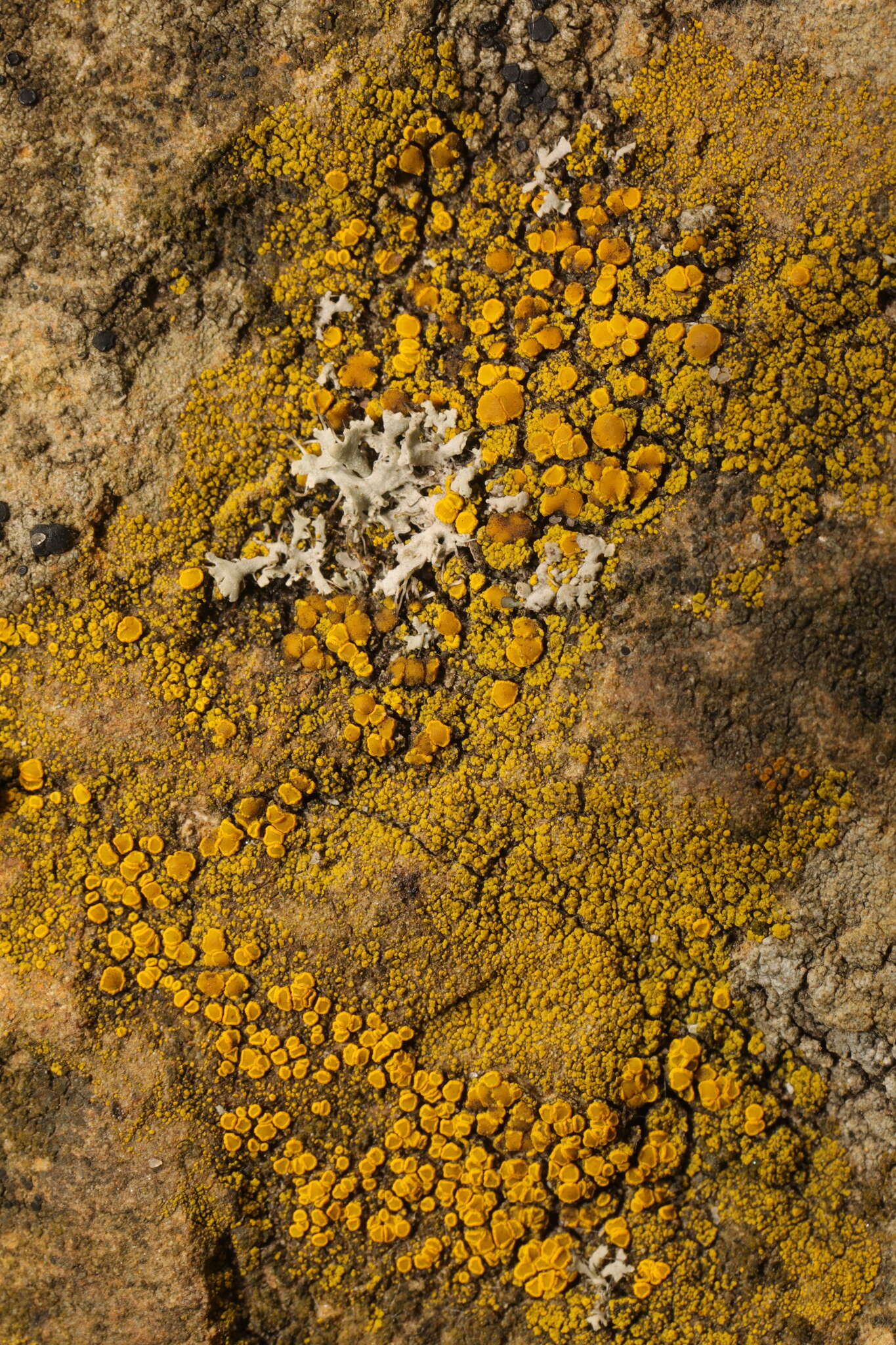 Image of eggyolk lichen