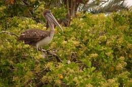 Image of Pelecanus occidentalis urinator Wetmore 1945