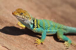 Image of Eastern Collared Lizard