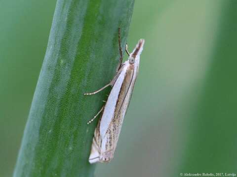 Image of Crambus uliginosellus Zeller 1850