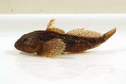 Image of Mottled Sculpin