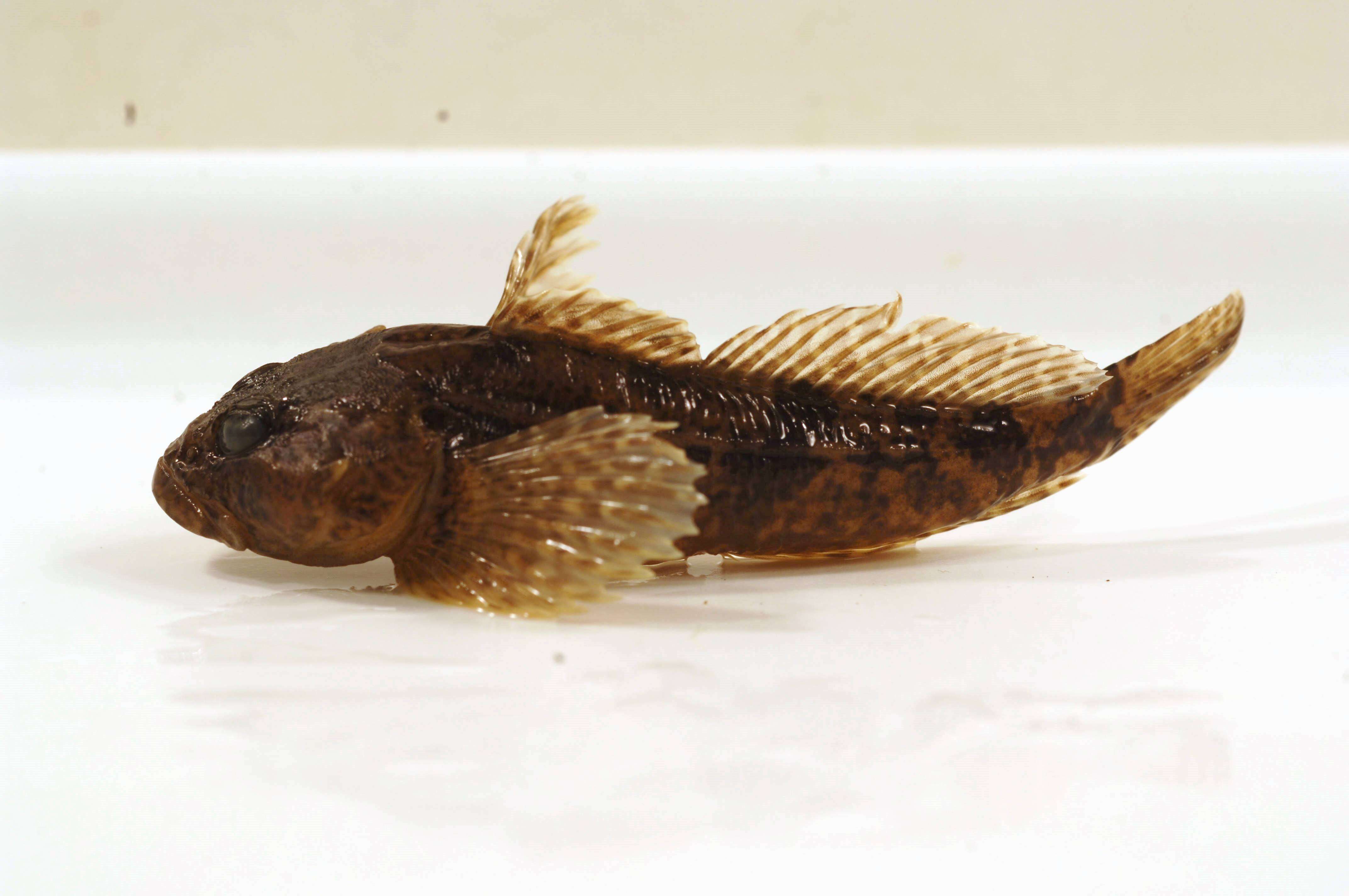 Image of Mottled Sculpin