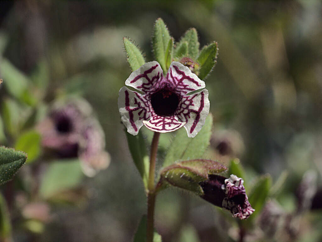 Image of calico monkeyflower