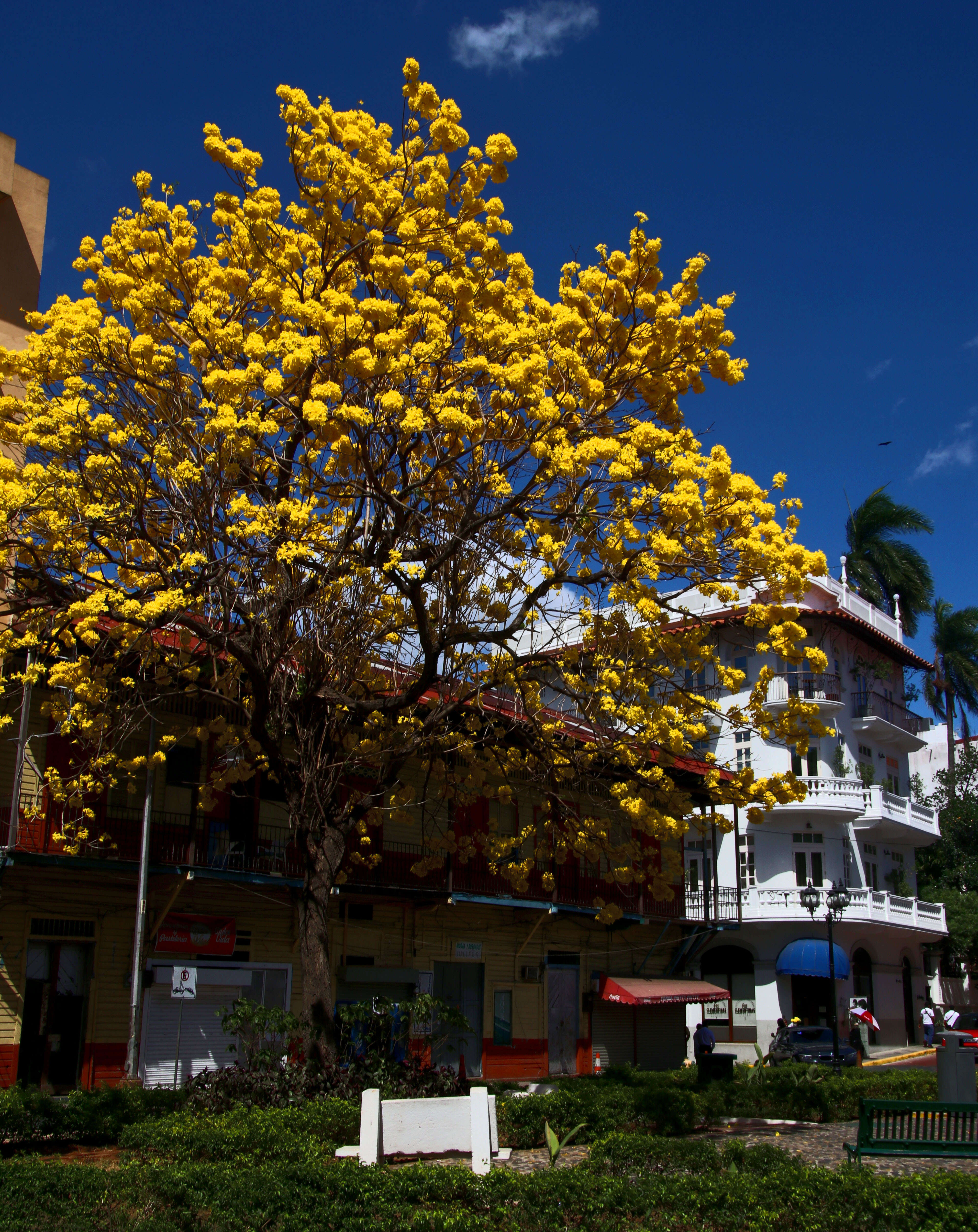 صورة Handroanthus chrysanthus (Jacq.) S. O. Grose