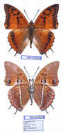 Imagem de Charaxes lasti Grose-Smith 1889